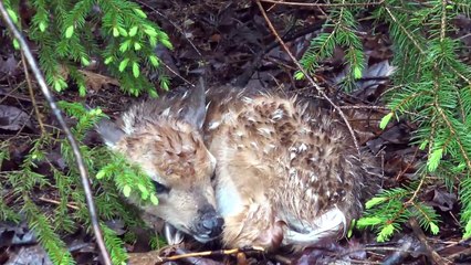 Newborn Whitetail Deer Fawn 2017