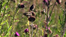Gold Finches Eating Thistles in Idaho - Yellow Gold Finch Pulls Thistles Seeds from a Flower