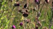 Gold Finches Eating Thistles in Idaho - Yellow Gold Finch Pulls Thistles Seeds from a Flower