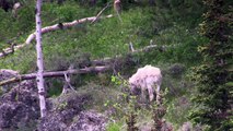 Mountain Goat - Island Park Idaho - Rocky Mountain Goat
