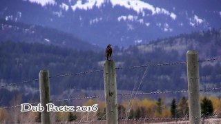 Western Meadowlark - Singing the Meadowlark Song in HD & High Quality Audio