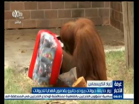 #غرفة_الأخبار | زوار حديقة الحيوان بريو دي جانيرو يقدمون الهدايا للحيوانات