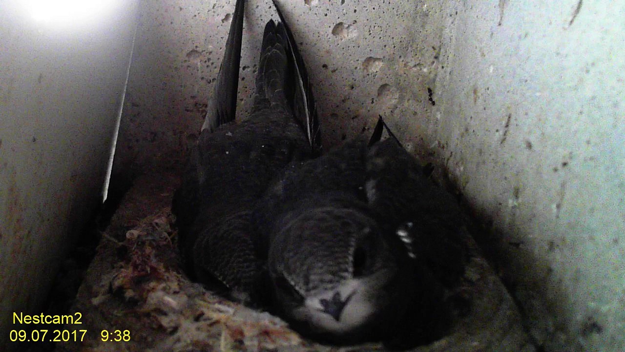 Mauersegler Nestcam 2017 -  9. Juli 09:37