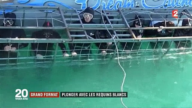 Afrique du Sud : Une entreprise propose une plongée avec... des requins blancs ! Regardez