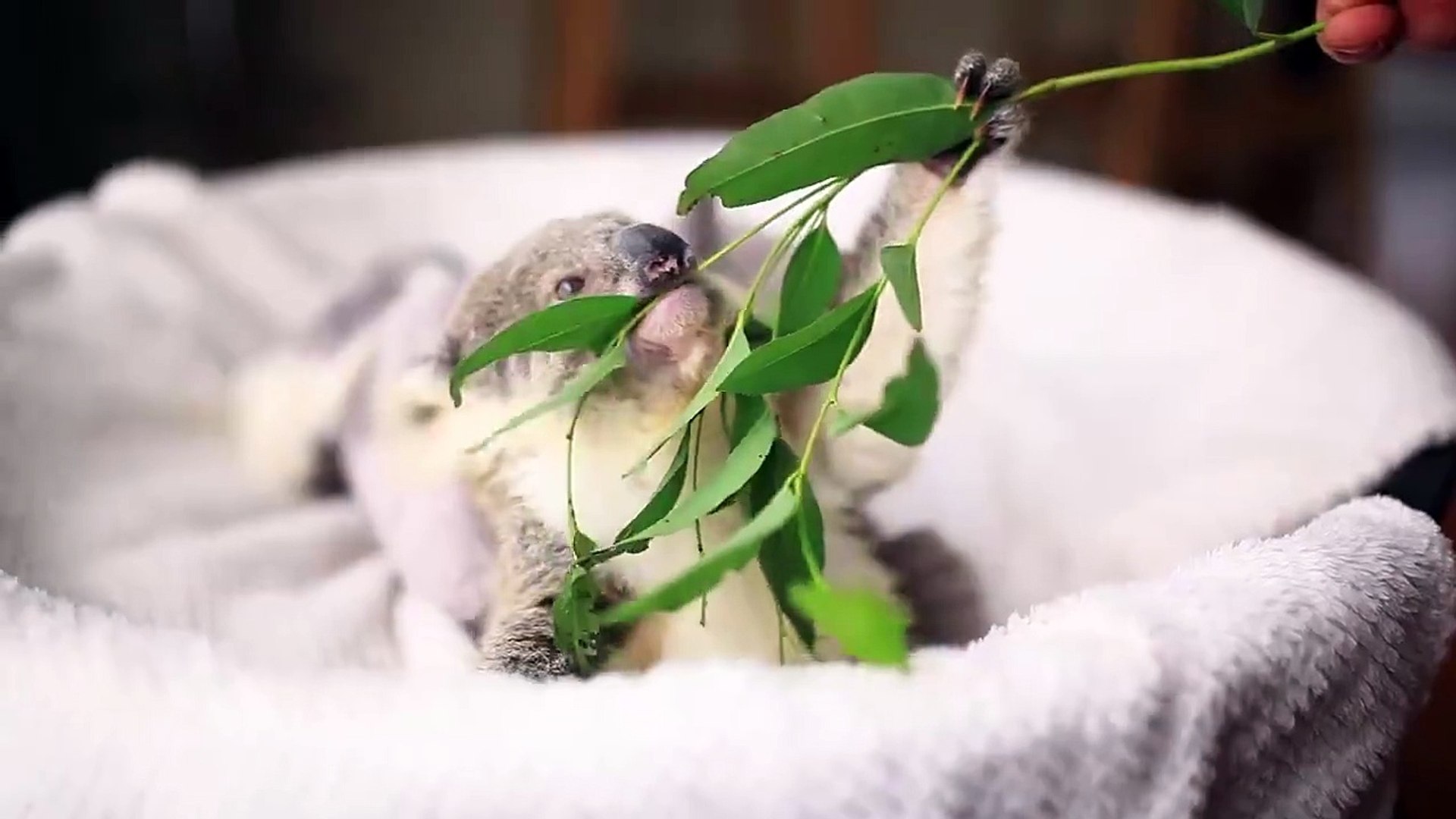 Trop Mignon Ce Bebe Koala Mange Ses Feuilles D Eucalyptus Video Dailymotion