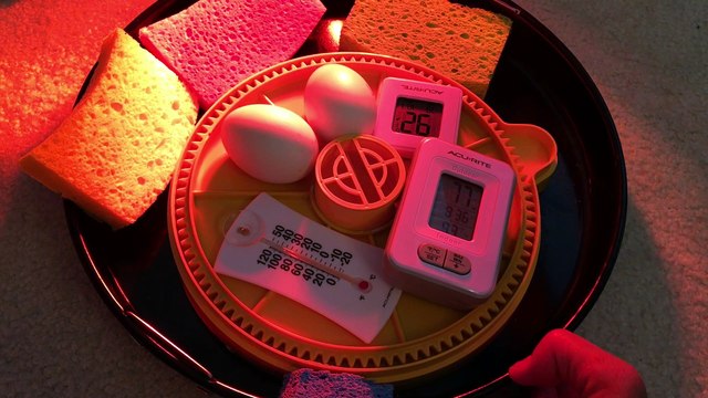 Day 17 - Duck Egg Candling Khaki Campbell Ducks - Temperature defect Problem in Brinsea Mini Advanced continued - Eggs Still Alive Though - waiting for Incubator Replacement
