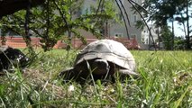 Kaplumbağalar Parkı Mesken Tuttu