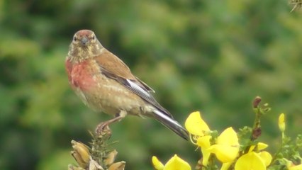 Ancien Aéroport de Saint Brieuc 21 Mai 2017