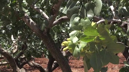 Güneydoğu Çiftçisi "Antep Fıstığı"Na Yöneldi