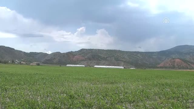 Tıbbi ve Aromatik Bitkiler Vadisi Yle Ispanya'ya Rakip Olacaklar