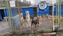 Barınakta Sahibini Bekleyen Köpekler Ve Ekmeği Çok Seven Özgür Kuşlar