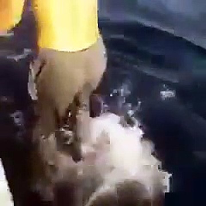 İranlı Gençlerin Balinanın Sırtında Sörf Yapması