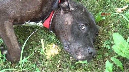 Bursa Üzerine Kızgın Su Dökülen Köpek Tedaviye Alındı