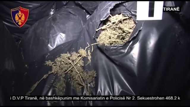SEKUESTROHET 470 KG KANABIS NE NJE BANESE TEK “FUSHA E AVIACIONIT” NE TIRANE,DY NE PRANGA LAJM