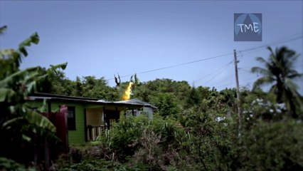 [MP4 1080p] Real Dragons Caught On Camera in Barbados 2017 Real dragons found alive