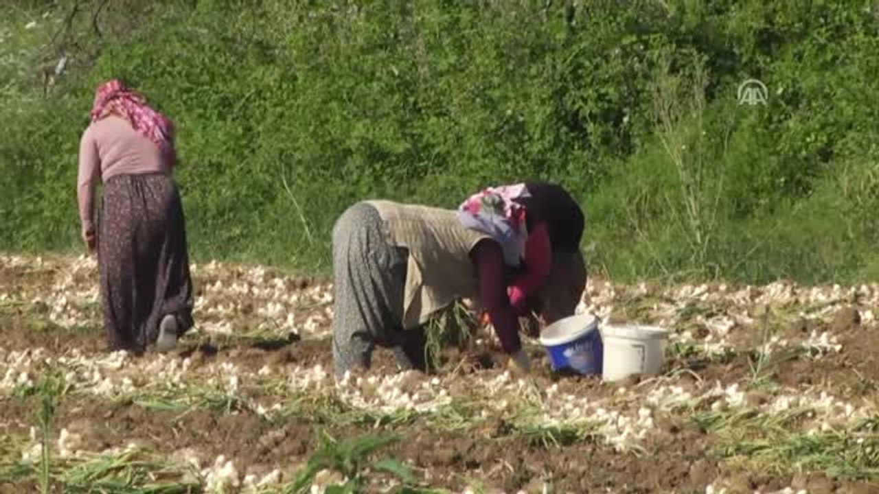 Taşköprü Sarımsağının Hasadına Başlandı