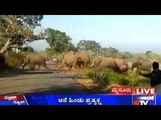 A large group of elephants found in Nanjanagudu, Mysuru