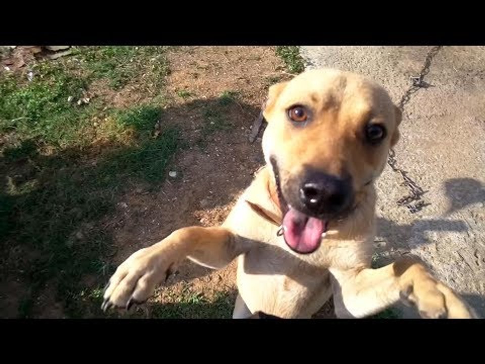 KIDNAPPING My Neighbor's DOG