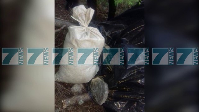 KAPEN NE KORÇE 90 KILOGRAME KANABIS SATIVA - News, Lajme - Kanali 8