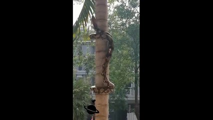 Yılanın Ağaca  İlginç Tırmanışı