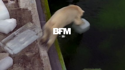 Des cubes de glace pour rafraîchir les ours de Budapest