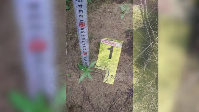 Operacion masiv kundër drogës - Top Channel Albania - News - Lajme