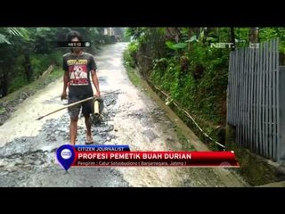 Kisah Profesi Pemetik Durian - NET12