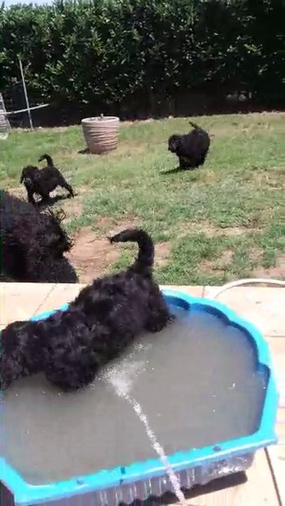 Le chien d'eau portugais et l'eau, une longue histoire.