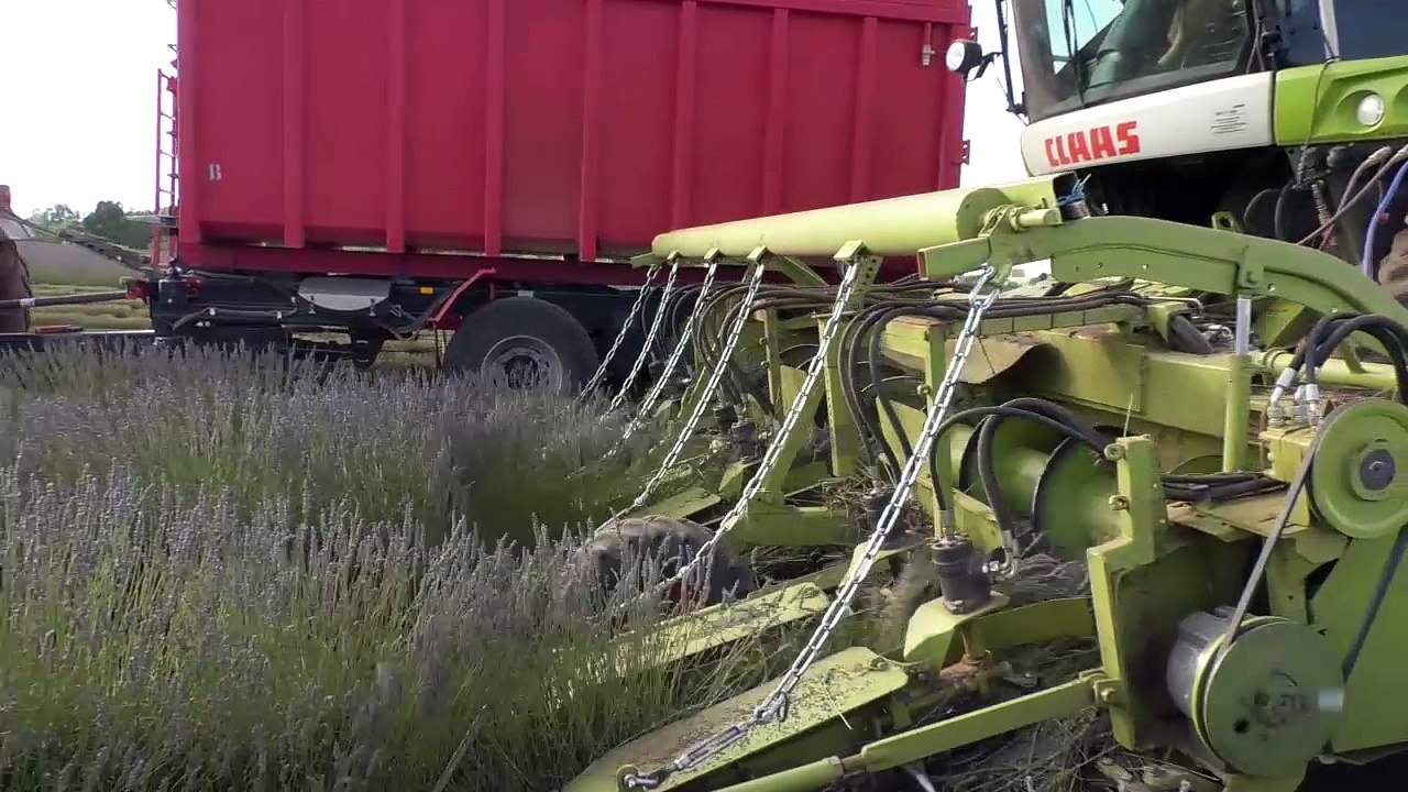 Alpes de Haute-Provence : à la découverte du ramassage de la lavande à Valensole