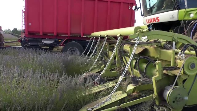 Alpes de Haute-Provence : à la découverte du ramassage de la lavande à Valensole
