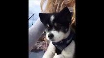 Tierno : este perrito quiere ayudar a su dueña a dar pedaladas