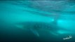 Whale Shark Gets Up Close and Personal With Swimmer Near Ocean City