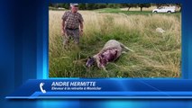 Alpes-de-Haute-Provence : Une attaque de loup tue 13 bêtes à quelques mètres des maisons à Montclar