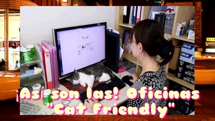 Cat Friendly, Así Trabajan con gatos en las Oficinas de Japón.