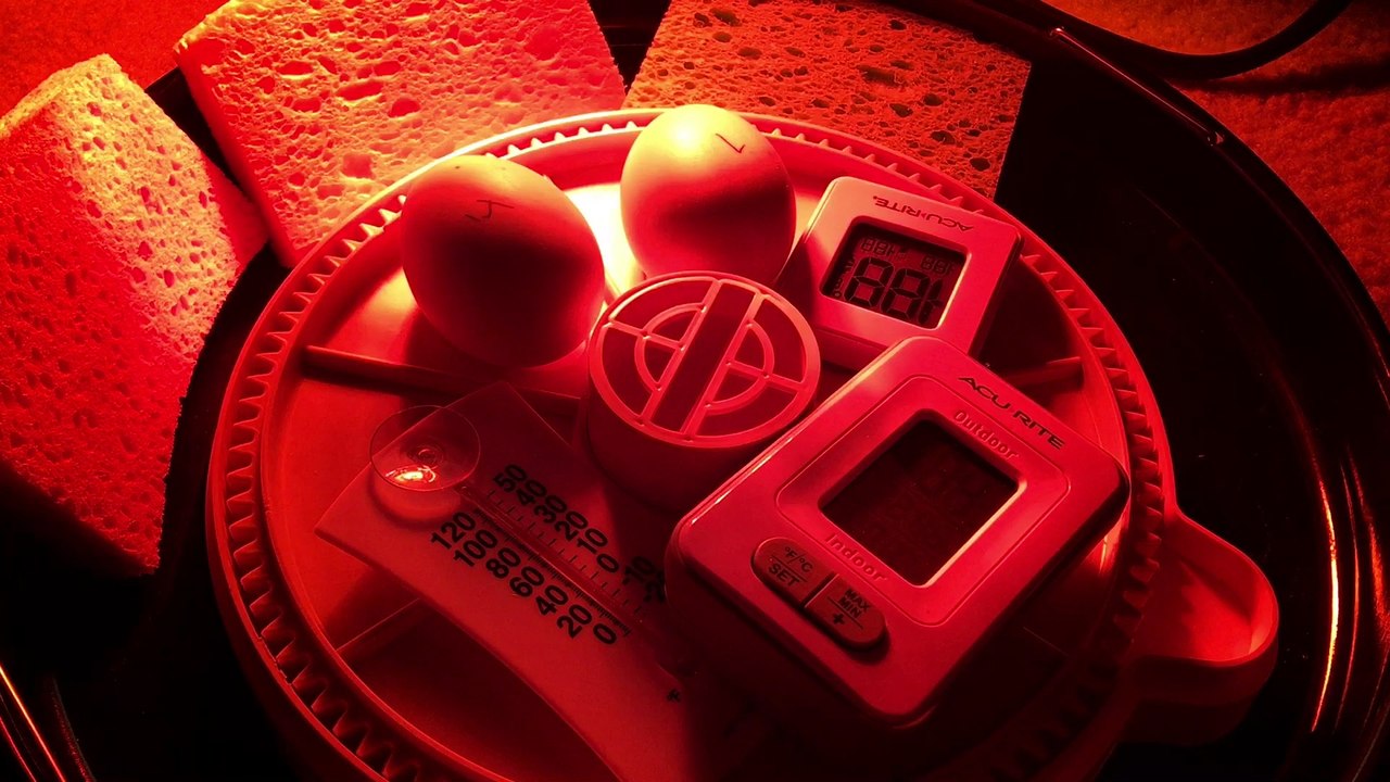 Day 18 - Duck Egg Candling - duck incubation and humidity tips - waiting for my delayed replacement for my defective Brinsea Mini Advanced - eggs still alive