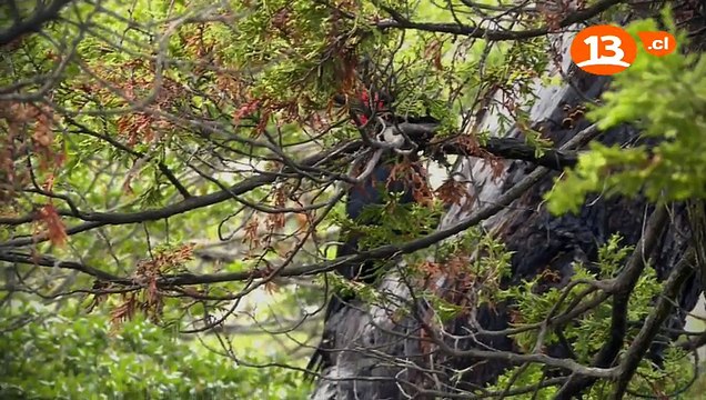 Lugares que Hablan - El lado desconocido del Parque Siete Tazas -pt2