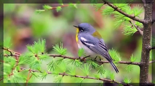 Kuş sesleri kuş cıvıltıları -birds sounds - naturel sounds