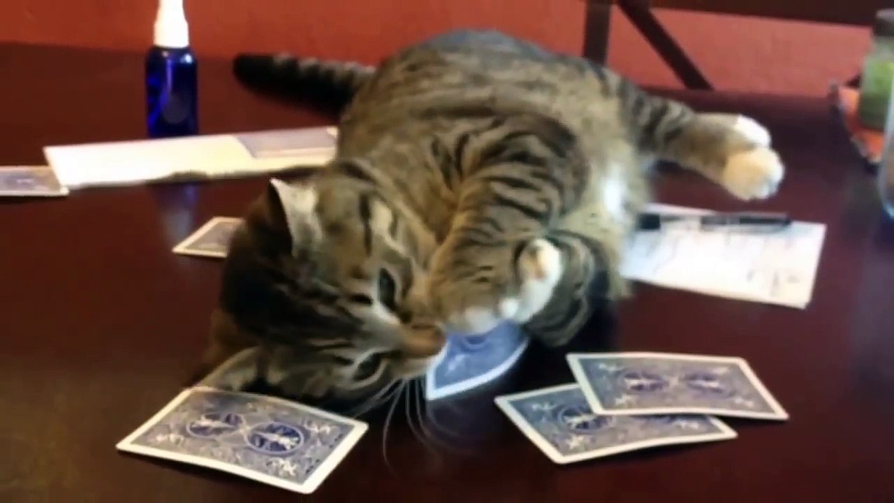 Cats Attack Compilation! Epic Funny Cat Video