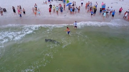 Le sauvetage d'un requin marteau filmé par un drone.