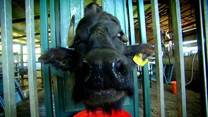 Gordon Ramsay Makes Scotlands First Ever Buffalo Mozzarella