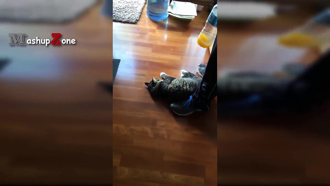 トップ10おかしい猫の動画 - おかしい猫2017