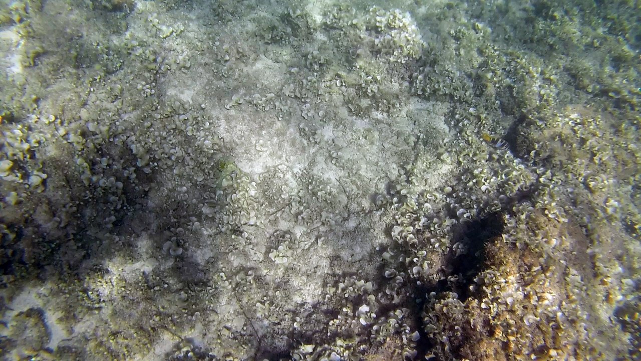 GOPR0169