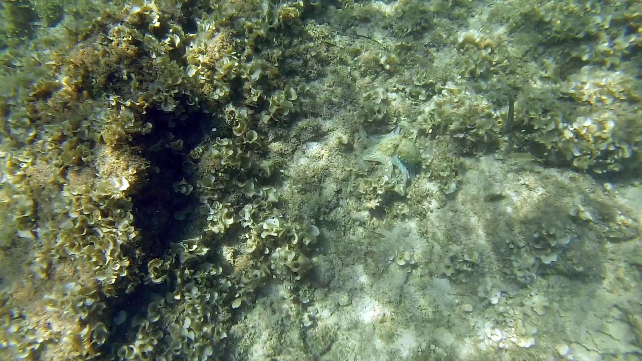 GOPR0170