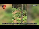 Operacioni antidrogë - Asgjesohen 843 bimë kanabis në një pyll në Mirditë, 2 në pranga