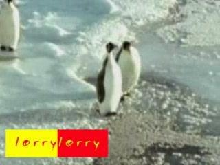 pingouins