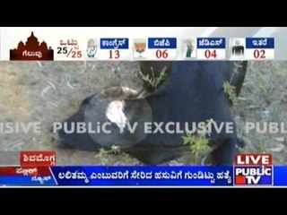 Shimoga: Cow Shot And Ear Cut Off