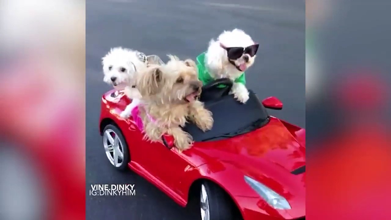 Funniest Viral Dog Videos Weekly Compilation 2017 | Funny Pet Videos