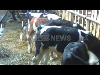 Ora News - Fier - Bien aplikimet për skemat mbështetëse të Qeverisë në bujqësi e blektori