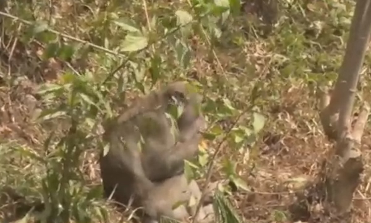 Musim Kemarau Sebabkan Kawanan Monyet Turun Gunung
