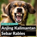Anjing Kalimantan Sebar Rabies